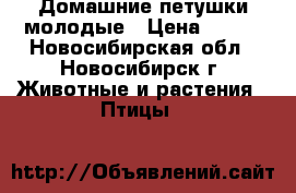 Домашние петушки молодые › Цена ­ 250 - Новосибирская обл., Новосибирск г. Животные и растения » Птицы   